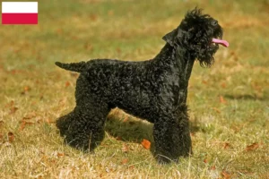Lire la suite à propos de l’article Eleveurs de Kerry Blue Terrier et chiots en Pologne