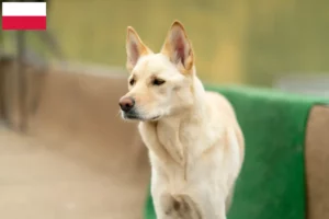 Lire la suite à propos de l’article Korea Jindo Dog éleveurs et chiots en Pologne