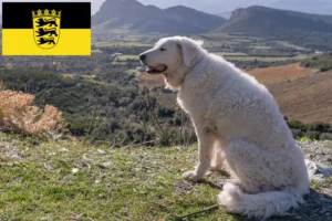Lire la suite à propos de l’article Éleveurs de Kuvasz et chiots en Baden-Württemberg