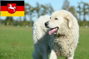 Lire la suite à propos de l’article Éleveurs de Kuvasz et chiots en Basse-Saxe
