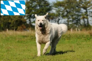Lire la suite à propos de l’article Éleveurs de Kuvasz et chiots en Bavière