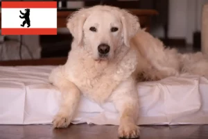 Lire la suite à propos de l’article Éleveurs de Kuvasz et chiots à Berlin