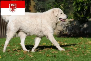 Lire la suite à propos de l’article Éleveurs de Kuvasz et chiots dans le Brandebourg