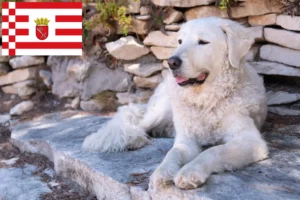Lire la suite à propos de l’article Éleveurs de Kuvasz et chiots à Brême