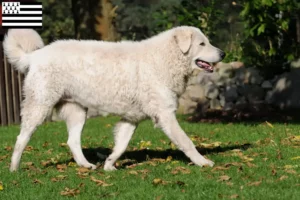 Lire la suite à propos de l’article Éleveurs de Kuvasz et chiots en Bretagne