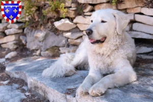 Lire la suite à propos de l’article Éleveurs de Kuvasz et chiots en Centre-Val de Loire
