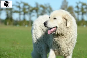 Lire la suite à propos de l’article Éleveurs de Kuvasz et chiots en Corse