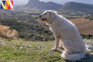 Lire la suite à propos de l’article Éleveurs de Kuvasz et chiots en Grand Est