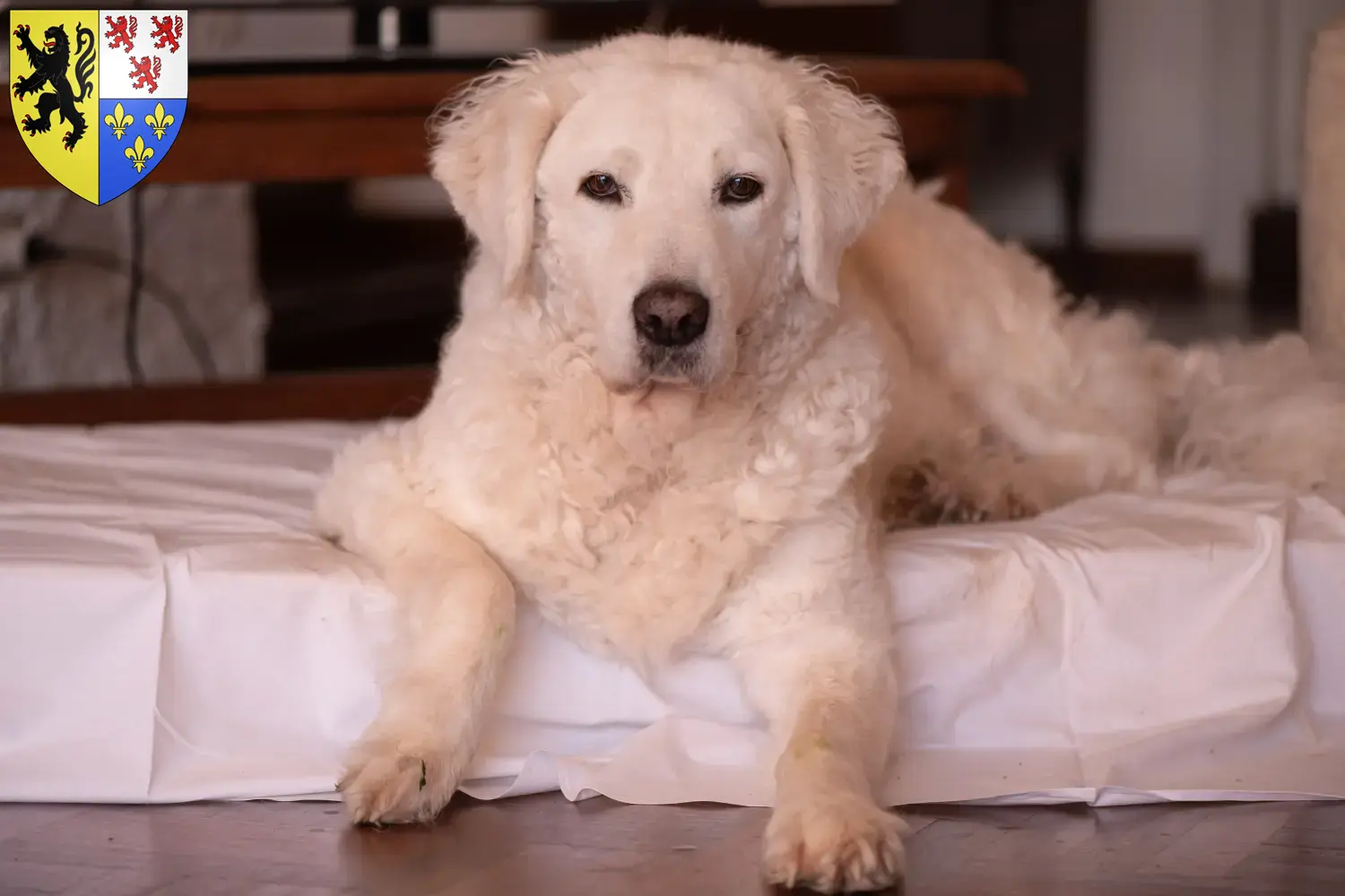 Kuvasz chiots et éleveurs Hauts-de-France Ici tu trouves des éleveurs de Kuvasz en Hauts-de-France.