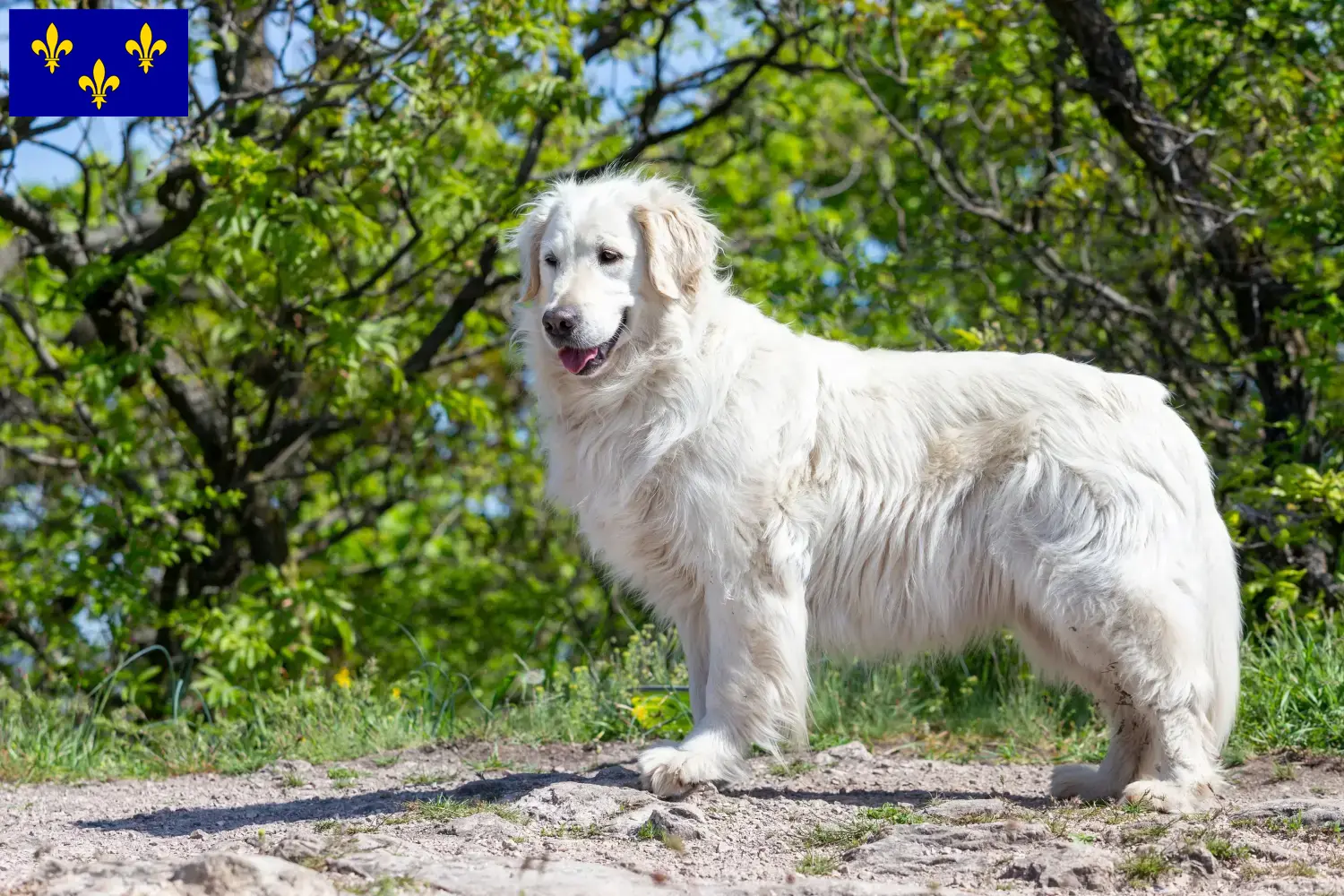 Kuvasz chiots et éleveurs Île-de-France Ici tu trouves des éleveurs de Kuvasz en Île-de-France.