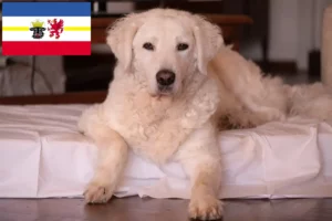 Lire la suite à propos de l’article Éleveurs de Kuvasz et chiots dans le Mecklembourg-Poméranie occidentale