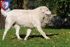 Lire la suite à propos de l’article Éleveurs de Kuvasz et chiots en Pays de la Loire