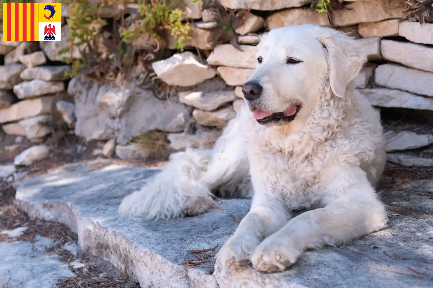Kuvasz chiots et éleveurs Provence-Alpes-Côte d'Azur Ici, tu trouveras des éleveurs de Kuvasz en Provence-Alpes-Côte d'Azur.