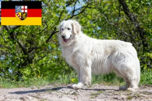 Lire la suite à propos de l’article Éleveurs de Kuvasz et chiots en Sarre