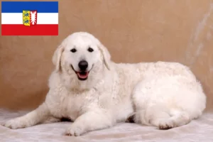 Lire la suite à propos de l’article Éleveurs de Kuvasz et chiots dans le Schleswig-Holstein