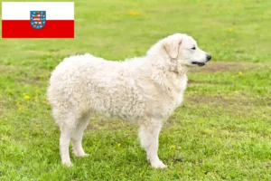 Lire la suite à propos de l’article Éleveurs de Kuvasz et chiots en Thuringe
