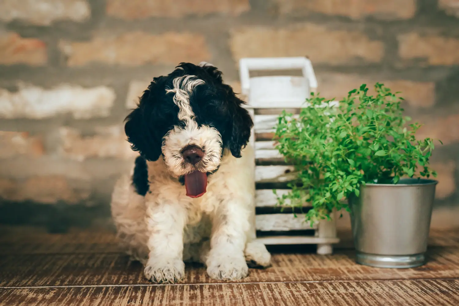 Acheter un chiot Lagotto Romagnolo, c'est prendre ses responsabilités ! Acheter des chiots Lagotto Romagnolo.