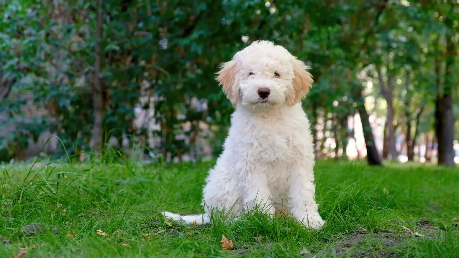 Acheter un chiot Lagotto Romagnolo, c'est prendre ses responsabilités ! Acheter des chiots Lagotto Romagnolo.