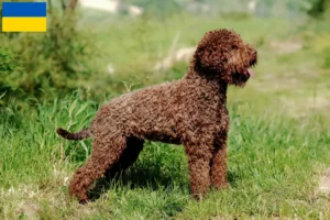 Lire la suite à propos de l’article Éleveurs de Lagotto Romagnolo et chiots en Ukraine