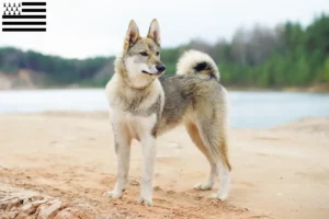Lire la suite à propos de l’article Laika éleveurs et chiots en Bretagne