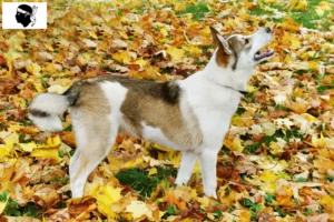 Lire la suite à propos de l’article Laika éleveurs et chiots en Corse