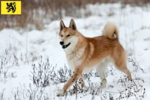 Lire la suite à propos de l’article Laika éleveurs et chiots en Flandre