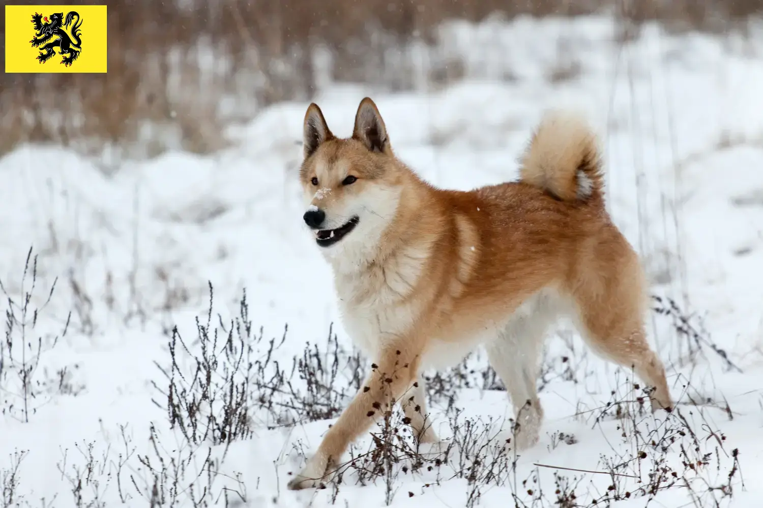 Laika chiots et éleveurs Flandre Ici, tu trouveras les éleveurs de Laika en Flandre.