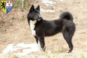 Lire la suite à propos de l’article Laika éleveurs et chiots en Hauts-de-France
