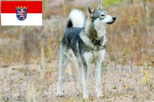 Lire la suite à propos de l’article Laika éleveurs et chiots en Hesse