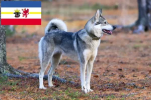 Lire la suite à propos de l’article Laika éleveurs et chiots dans le Mecklembourg-Poméranie occidentale