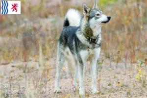 Lire la suite à propos de l’article Laika éleveurs et chiots en Nouvelle-Aquitaine