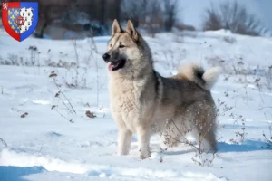 Lire la suite à propos de l’article Laika éleveurs et chiots en Pays de la Loire