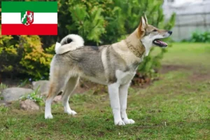 Lire la suite à propos de l’article Laika éleveurs et chiots en Rhénanie-du-Nord-Westphalie