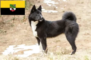 Lire la suite à propos de l’article Laika éleveurs et chiots en Saxe-Anhalt