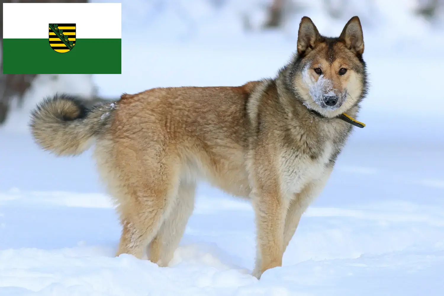 Laika chiots et éleveurs Saxe Ici, tu trouveras les éleveurs de Laika en Saxe.