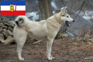 Lire la suite à propos de l’article Laika éleveurs et chiots dans le Schleswig-Holstein