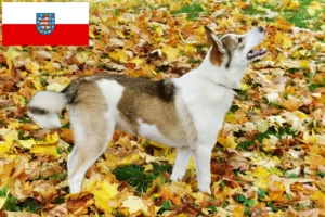 Lire la suite à propos de l’article Laika éleveurs et chiots en Thuringe