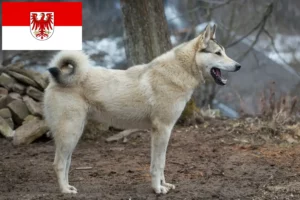 Lire la suite à propos de l’article Laika éleveurs et chiots dans le Brandebourg
