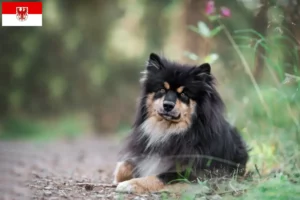 Lire la suite à propos de l’article Éleveurs de chiens lapins finlandais et chiots dans le Brandebourg