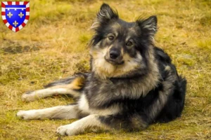 Lire la suite à propos de l’article Éleveurs de chiens lapins finlandais et chiots en Centre-Val de Loire