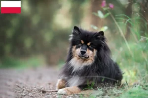 Lire la suite à propos de l’article Éleveurs de chiens lapins finlandais et chiots en Pologne