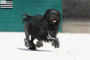 Lire la suite à propos de l’article Eleveurs de lionceaux et chiots en Bretagne