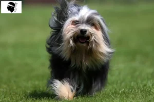 Lire la suite à propos de l’article Eleveurs de lionceaux et chiots en Corse