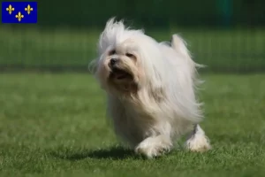 Lire la suite à propos de l’article Éleveurs de lionceaux et chiots en Île-de-France