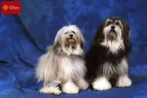 Lire la suite à propos de l’article Eleveurs de lionceaux et chiots en Occitanie