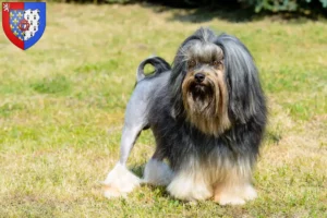 Lire la suite à propos de l’article Eleveurs de lionceaux et chiots en Pays de la Loire