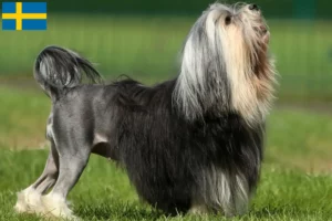 Lire la suite à propos de l’article Éleveurs de lionceaux et chiots en Suède