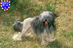 Lire la suite à propos de l’article Éleveurs de lionceaux et chiots en Centre-Val de Loire