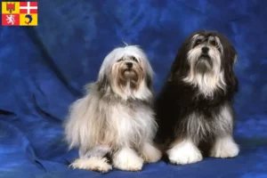 Lire la suite à propos de l’article Éleveurs de lionceaux et chiots en Auvergne-Rhône-Alpes