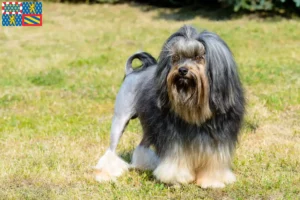 Lire la suite à propos de l’article Eleveurs de lionceaux et chiots en Bourgogne-Franche-Comté